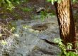 inflow and infiltration